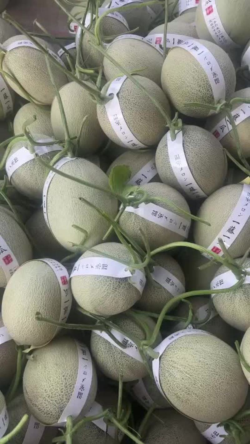玫珑蜜瓜