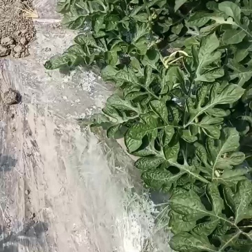 西瓜