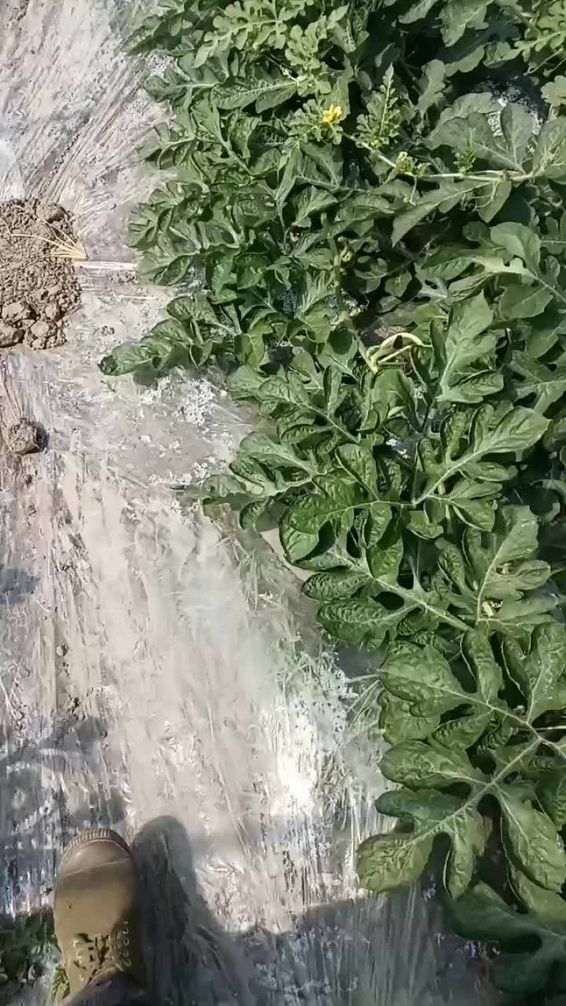 西瓜