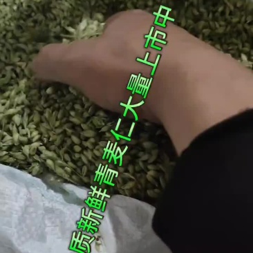 青麦仁