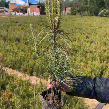 规格不同，价位不同，一手货源，品质有保证，有需要精品小苗的