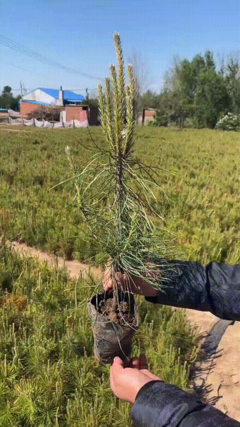 规格不同，价位不同，一手货源，品质有保证，有需要精品小苗的