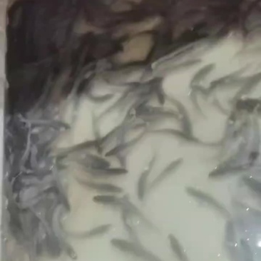 白乌鱼