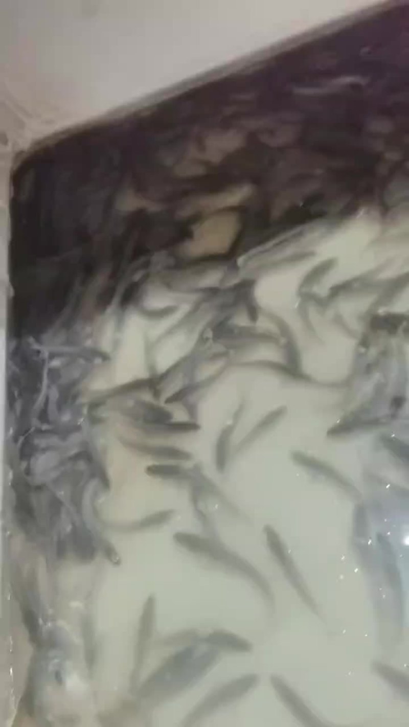 白乌鱼