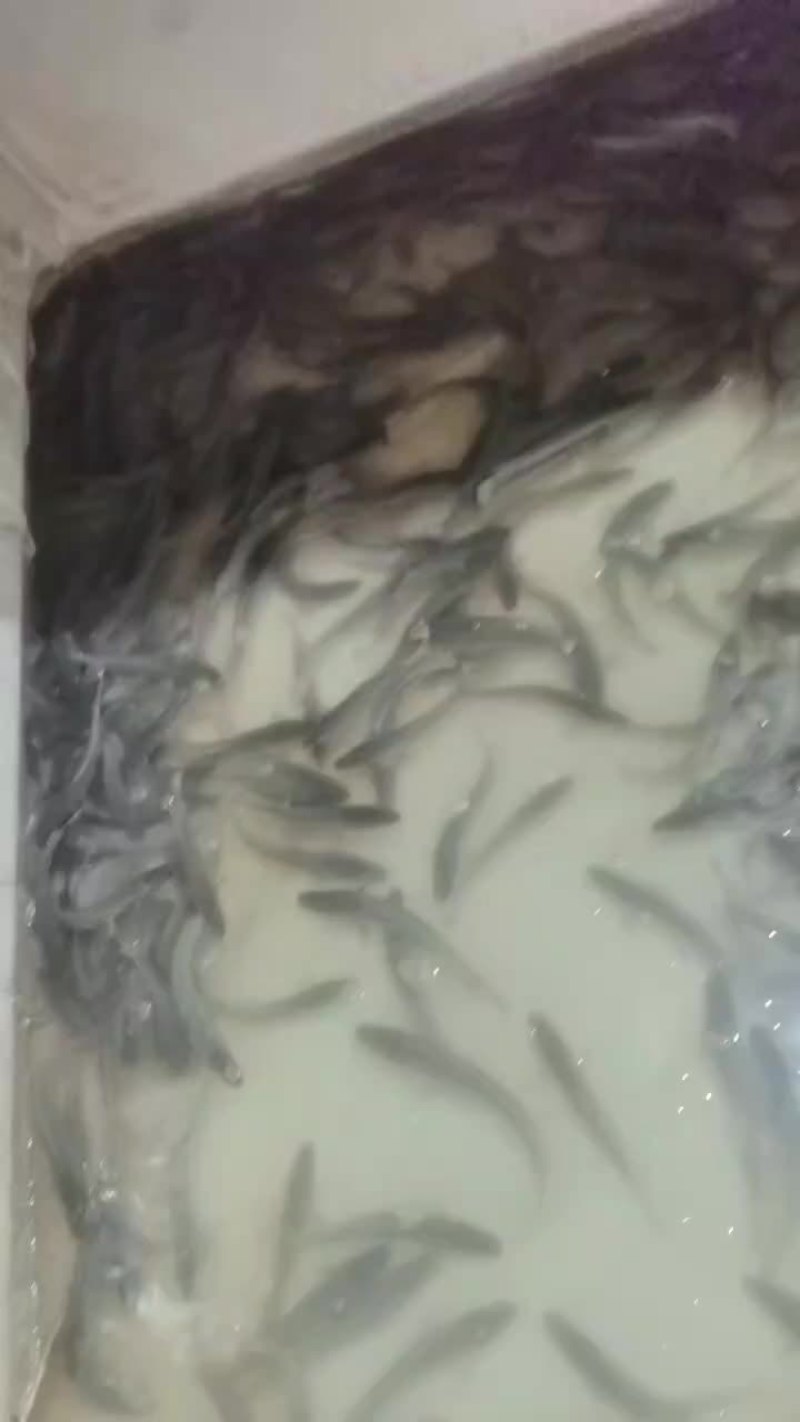 白乌鱼