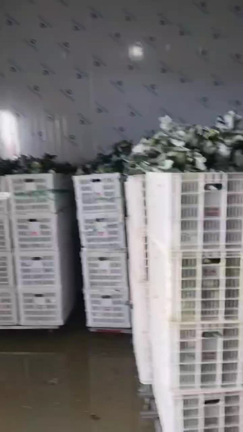 西兰花