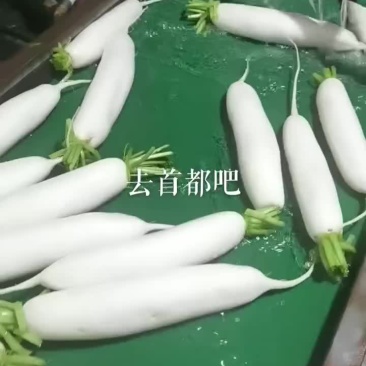 春罗卜大量供应