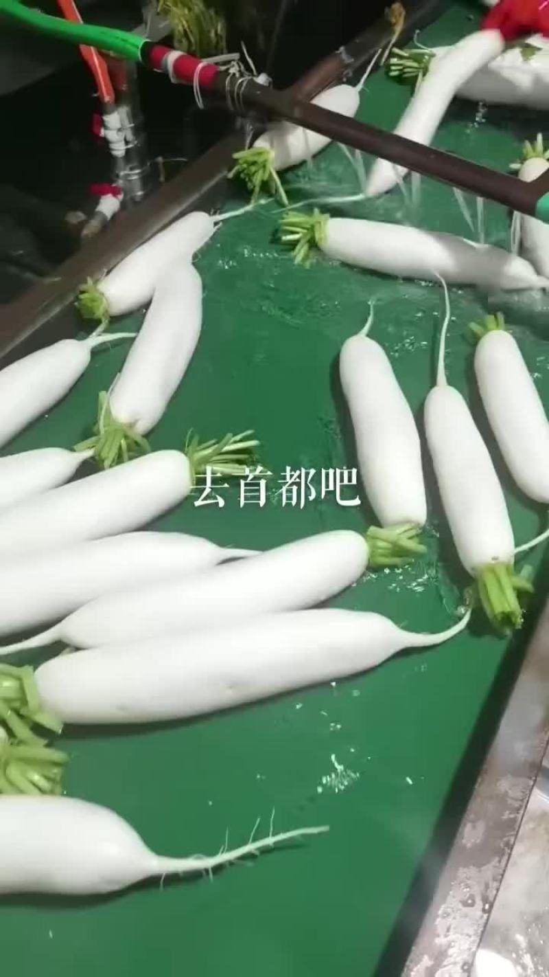 春罗卜大量供应
