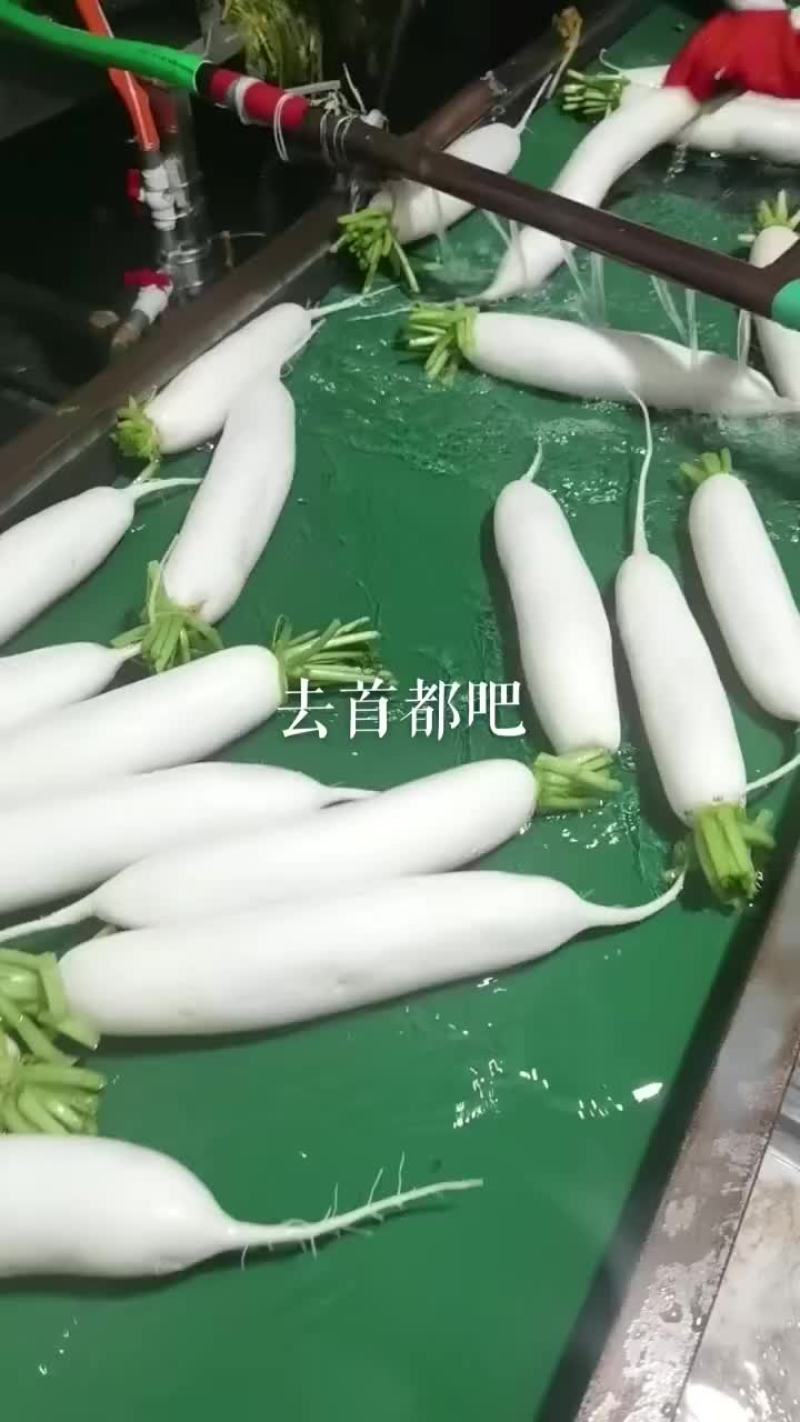 春罗卜大量供应
