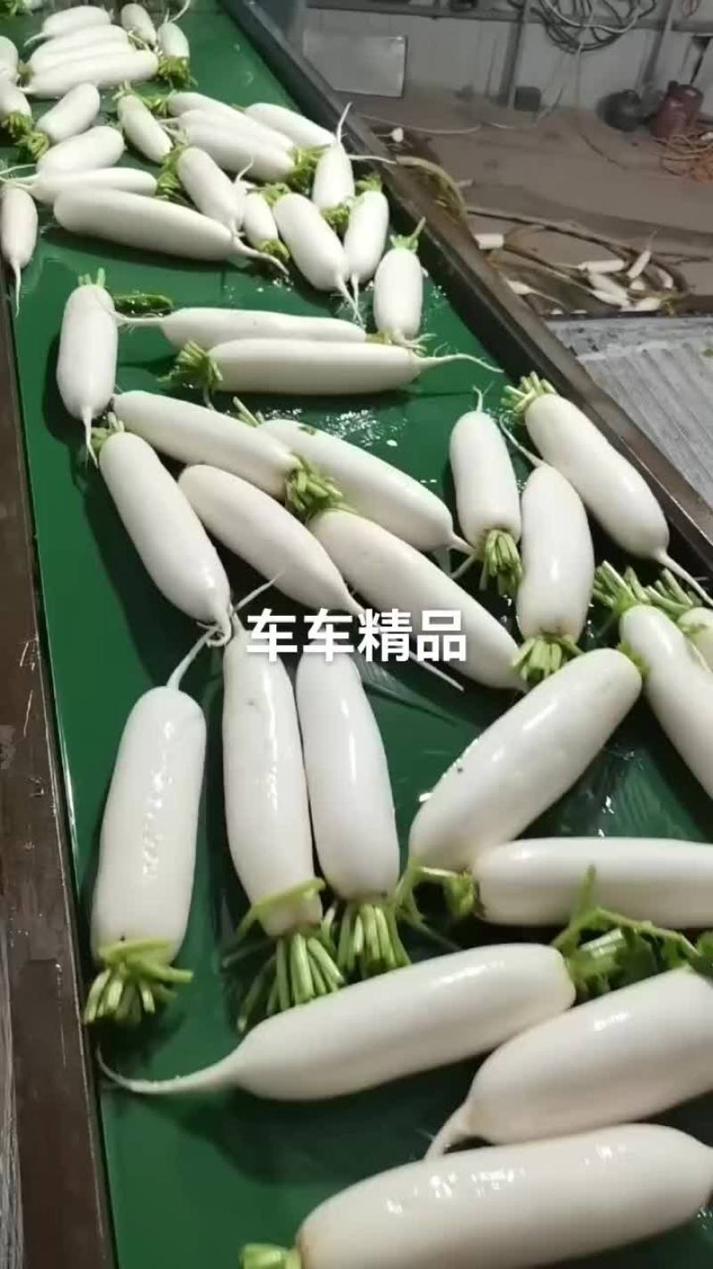 春罗卜大量供应