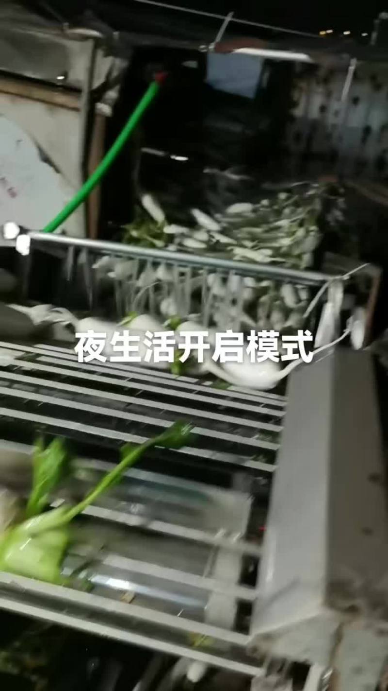 春罗卜大量供应