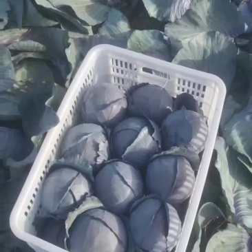 紫甘蓝