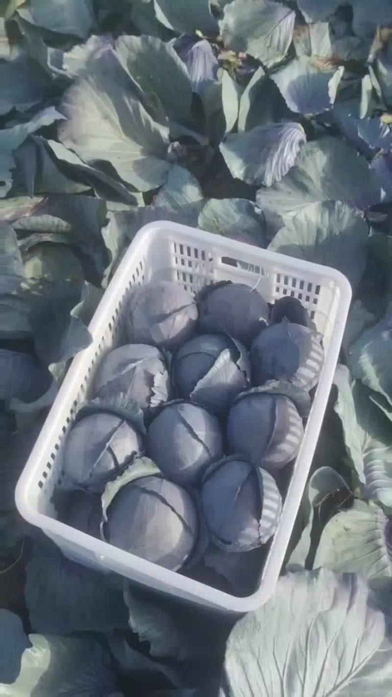 紫甘蓝