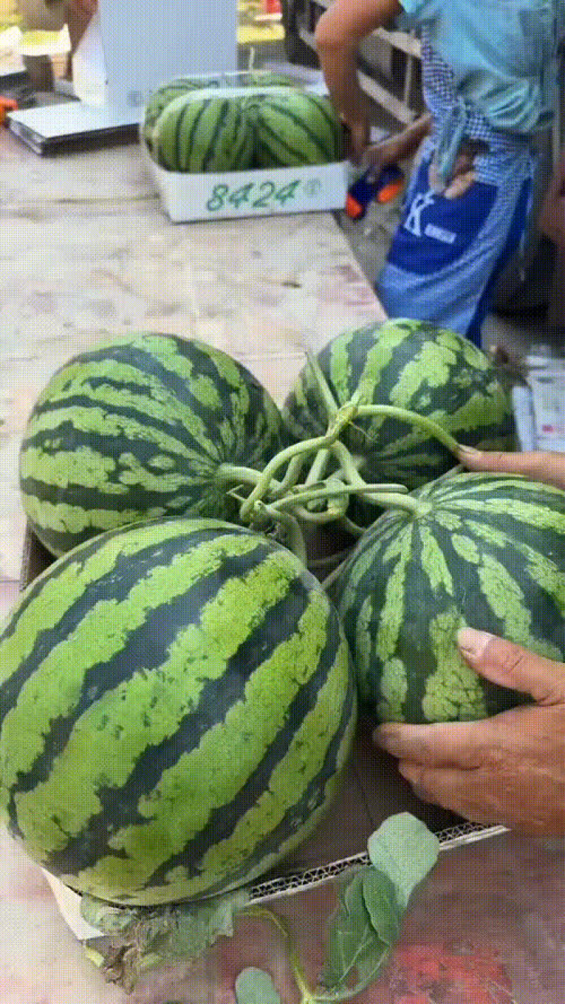 麒麟西瓜