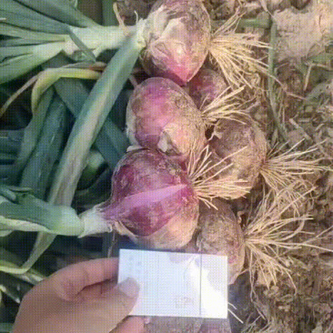 高标洋葱