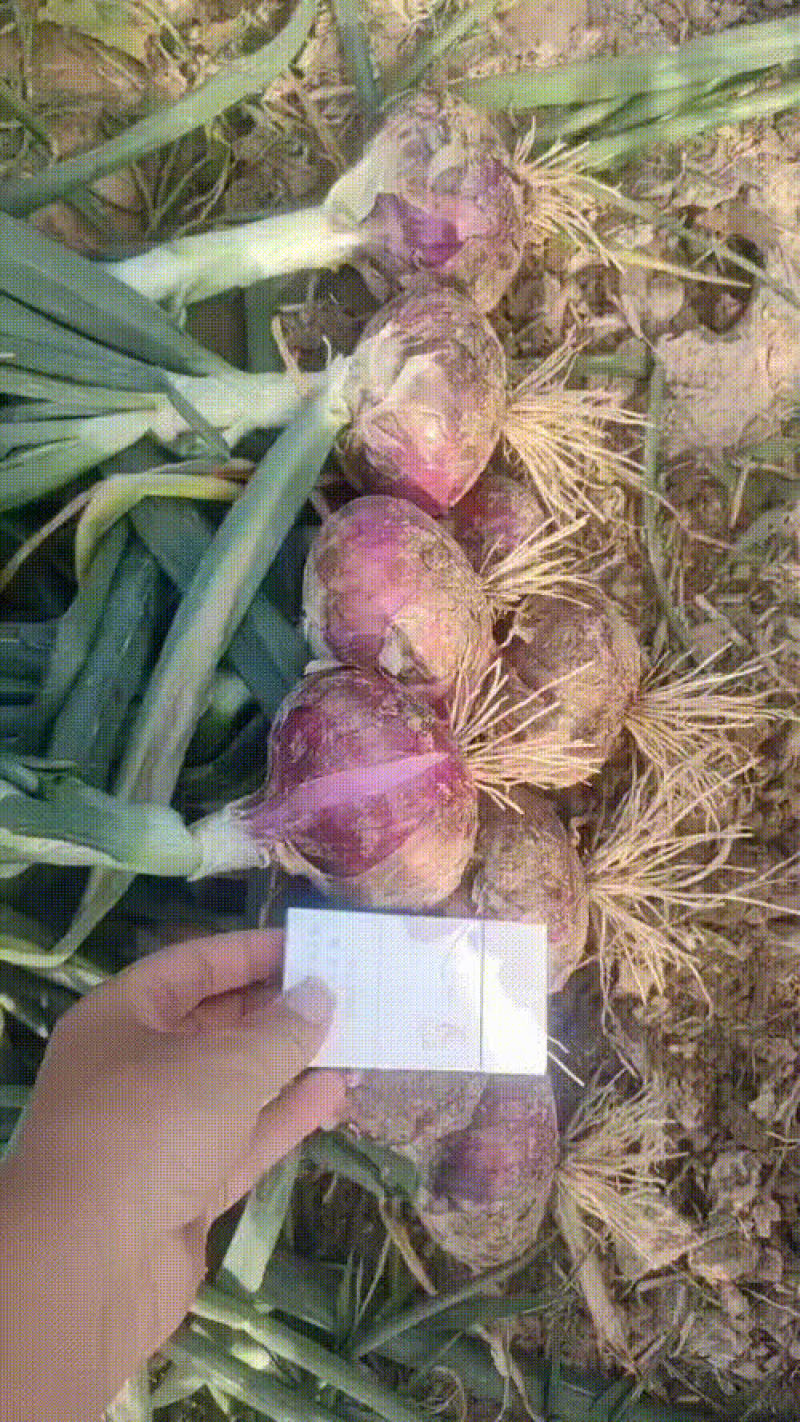 高标洋葱