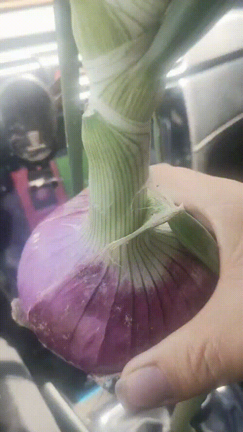 高标洋葱
