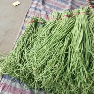长豆角大量有货持续上货中！