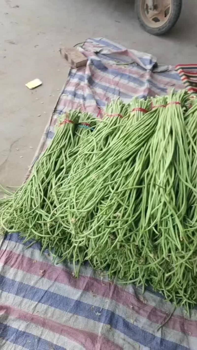 长豆角大量有货持续上货中！