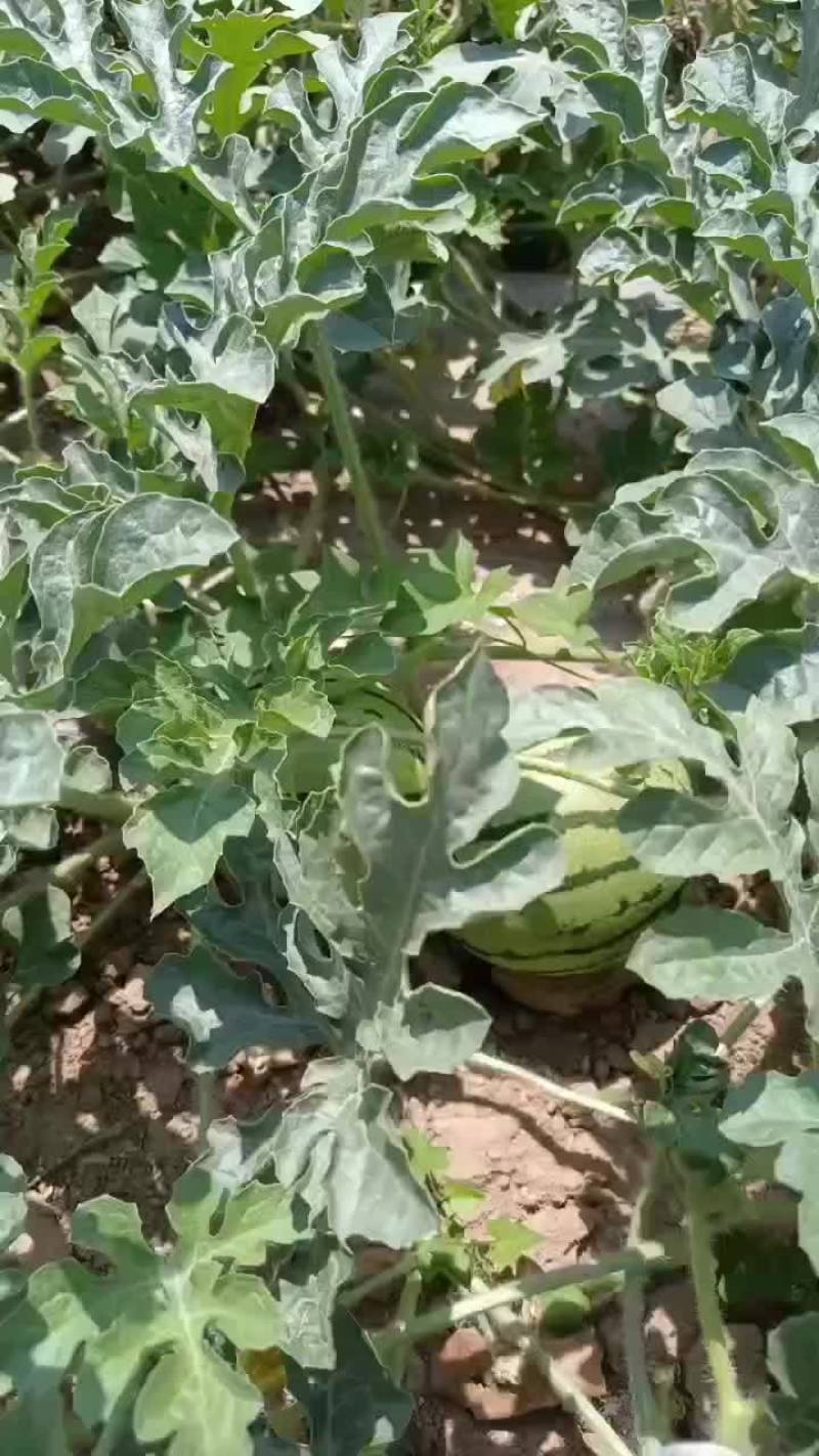西瓜