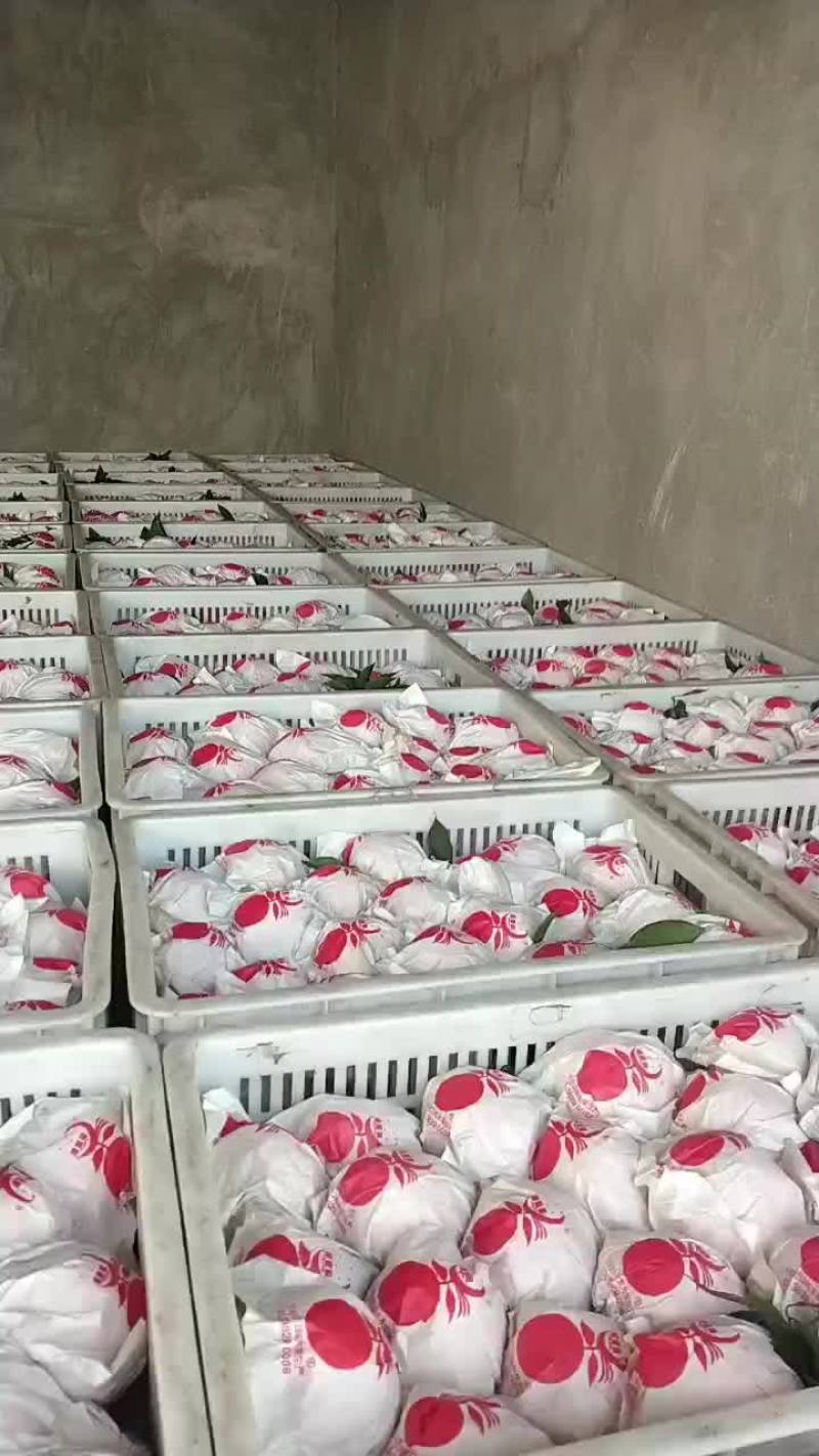 不知火，又名，丑八怪