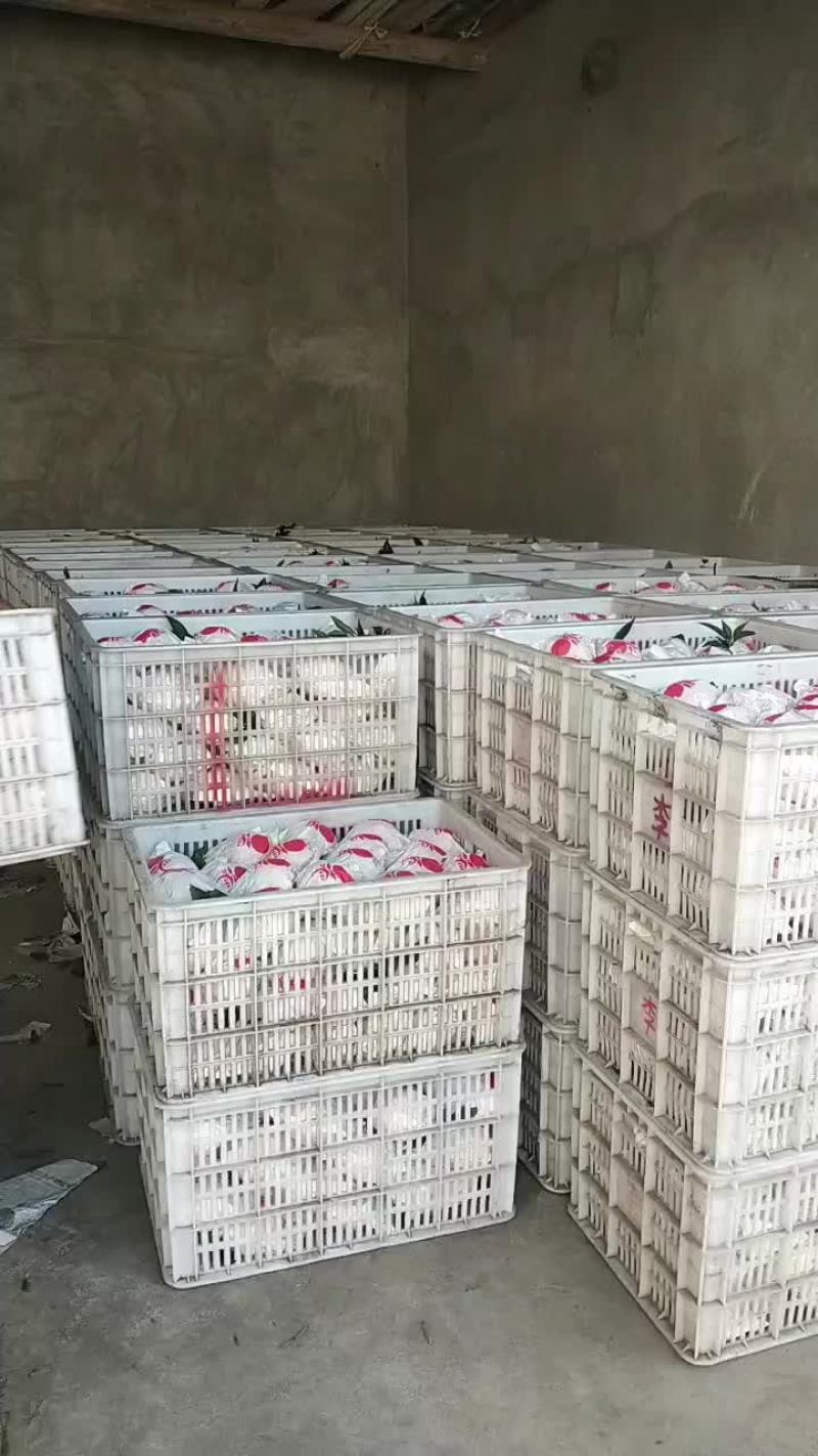 不知火，又名，丑八怪