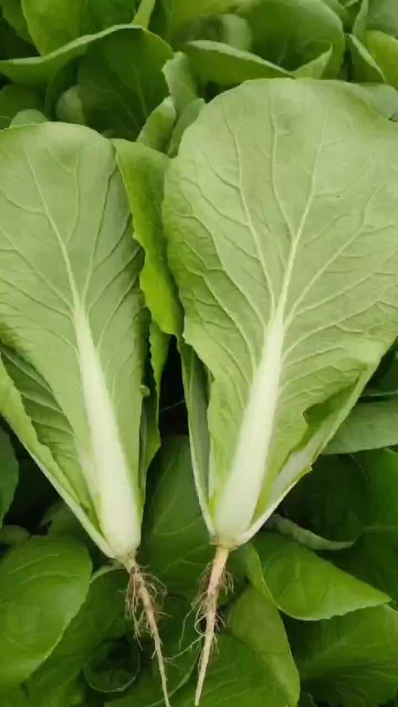精品奶白菜