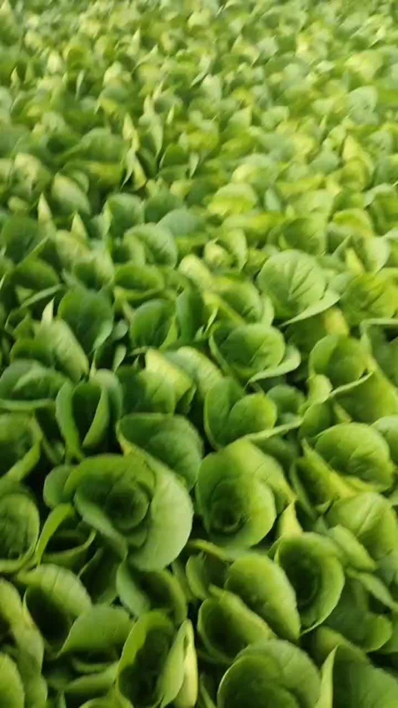 精品奶白菜