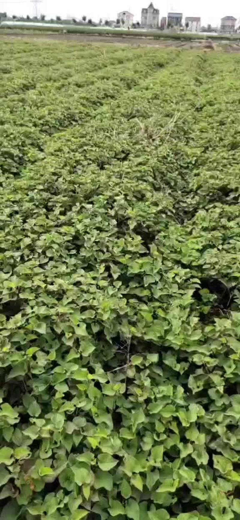 鱼腥草，新草上市