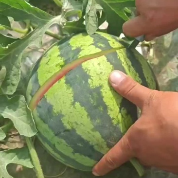 美都，西瓜