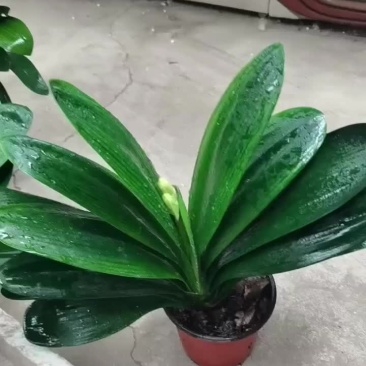 鞍山带花苞君子兰