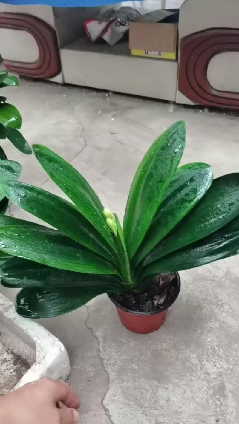 鞍山带花苞君子兰