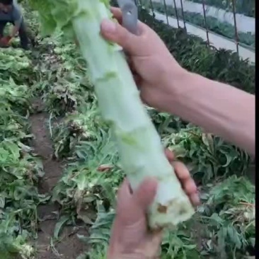 红叶莴笋