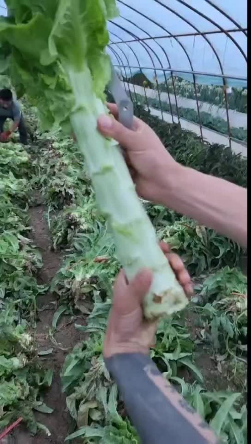 红叶莴笋