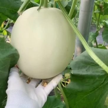 玉菇甜瓜