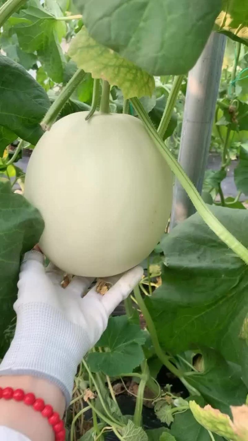 玉菇甜瓜