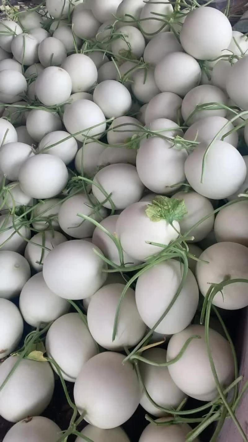 玉菇甜瓜