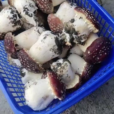 赤松茸一等二等三等