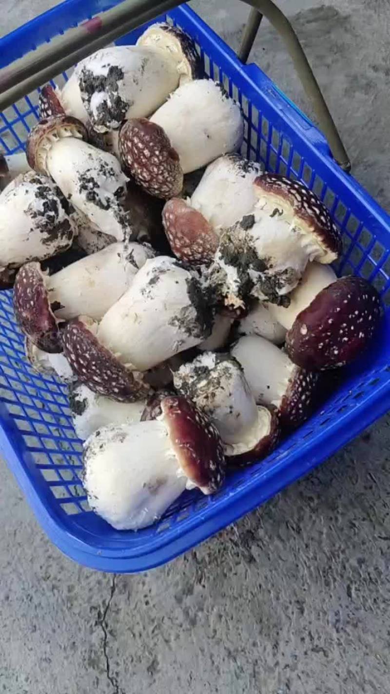 赤松茸一等二等三等