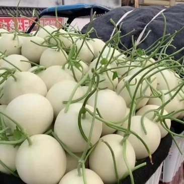 玉菇甜瓜