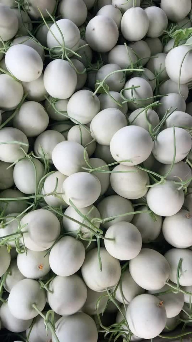 玉菇甜瓜