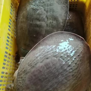 珍珠鳖珍珠甲鱼
