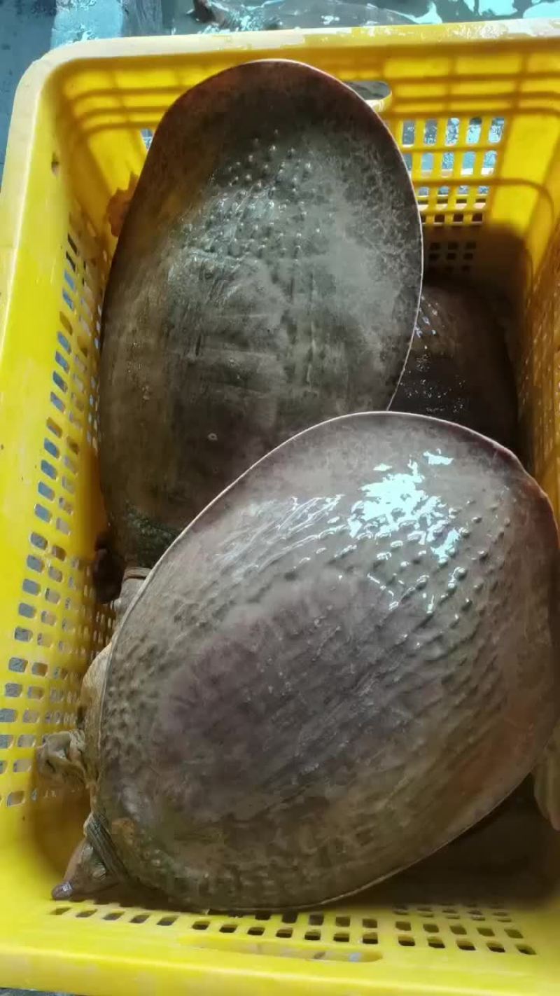 珍珠鳖珍珠甲鱼