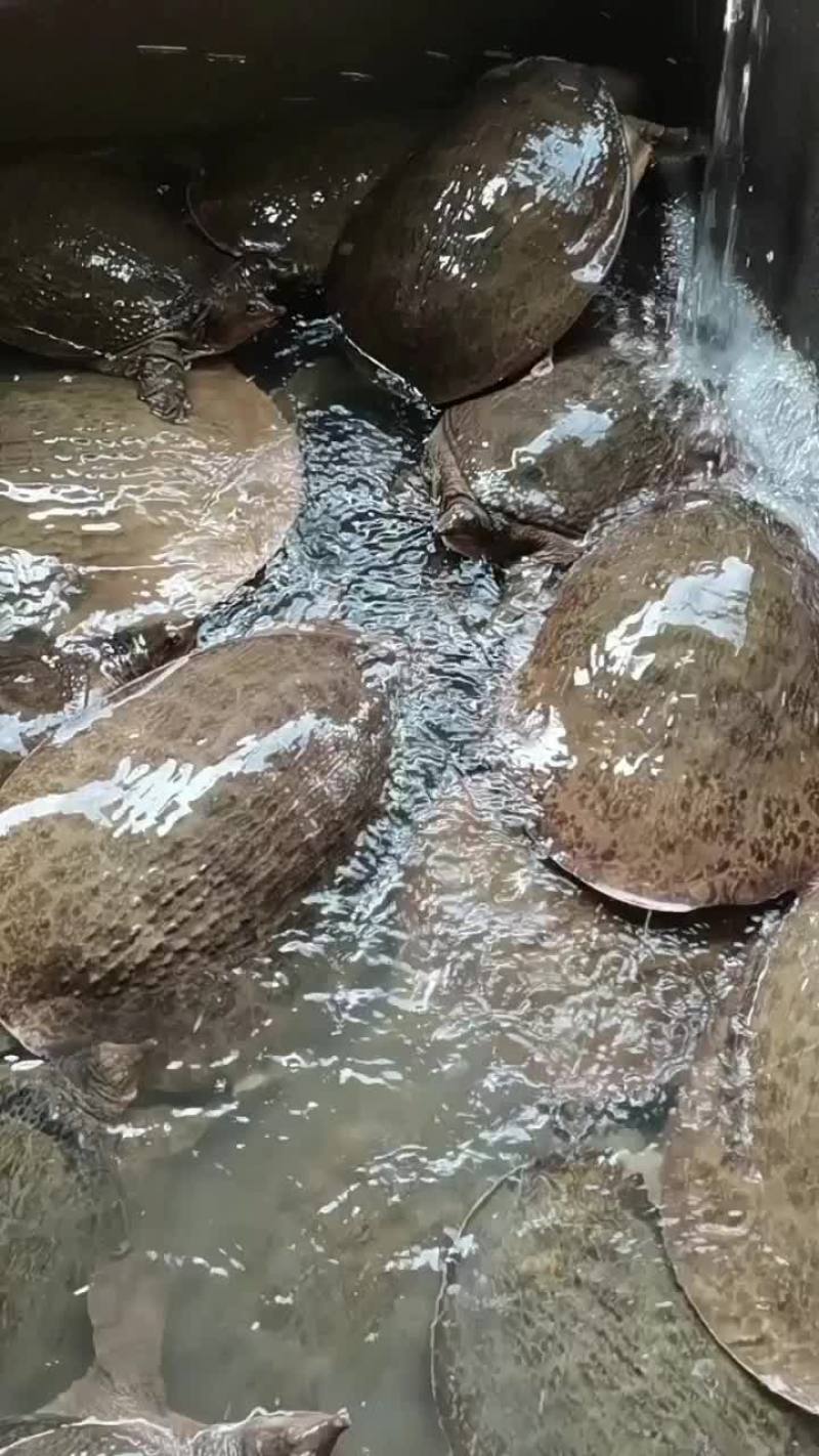 珍珠鳖珍珠甲鱼