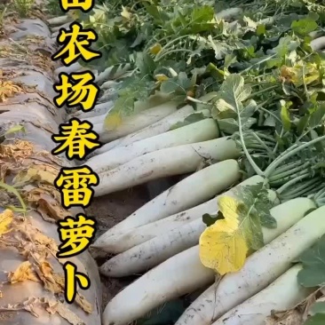 三田农场春雷萝卜基地