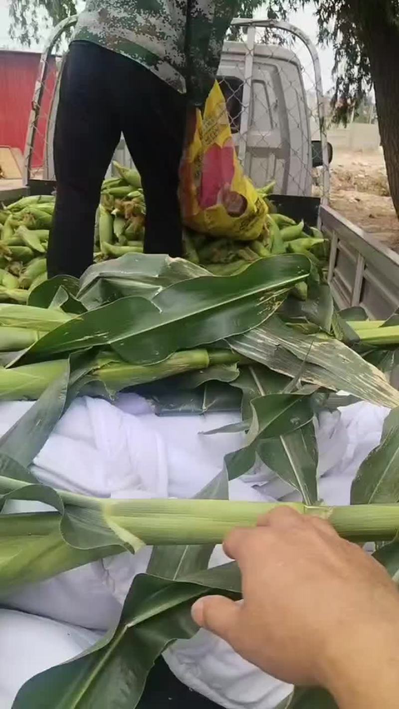 2017早白念玉米