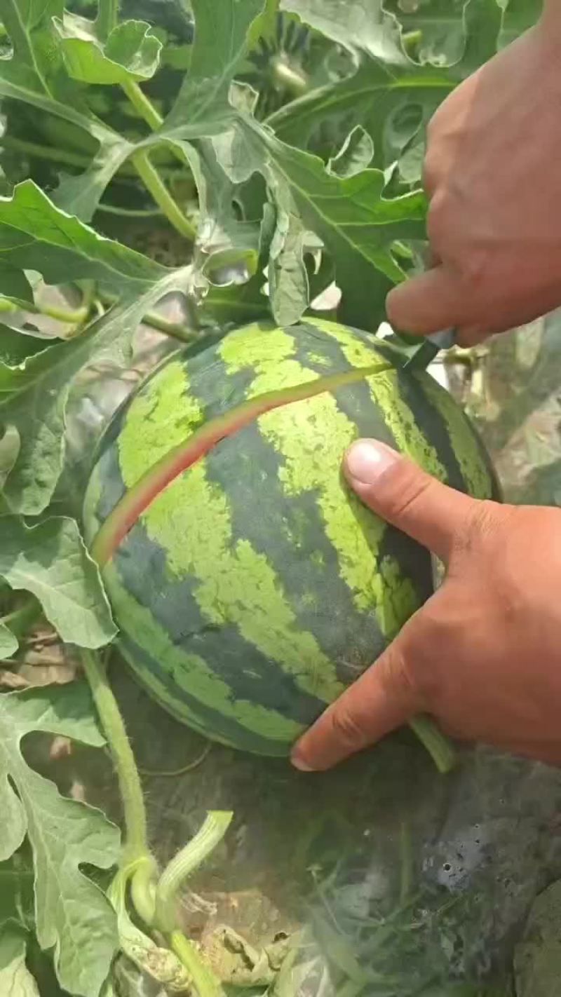 西瓜