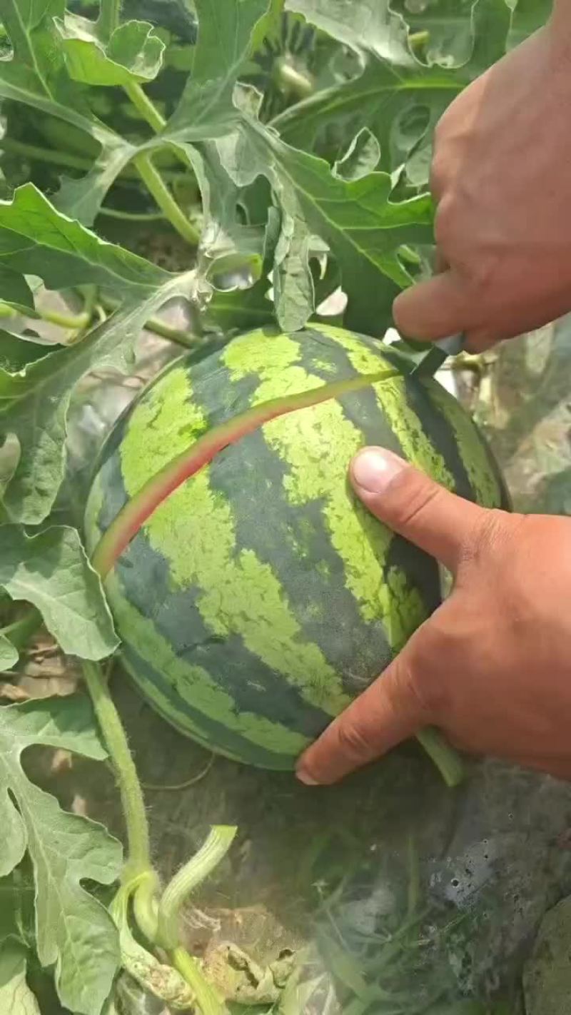 西瓜