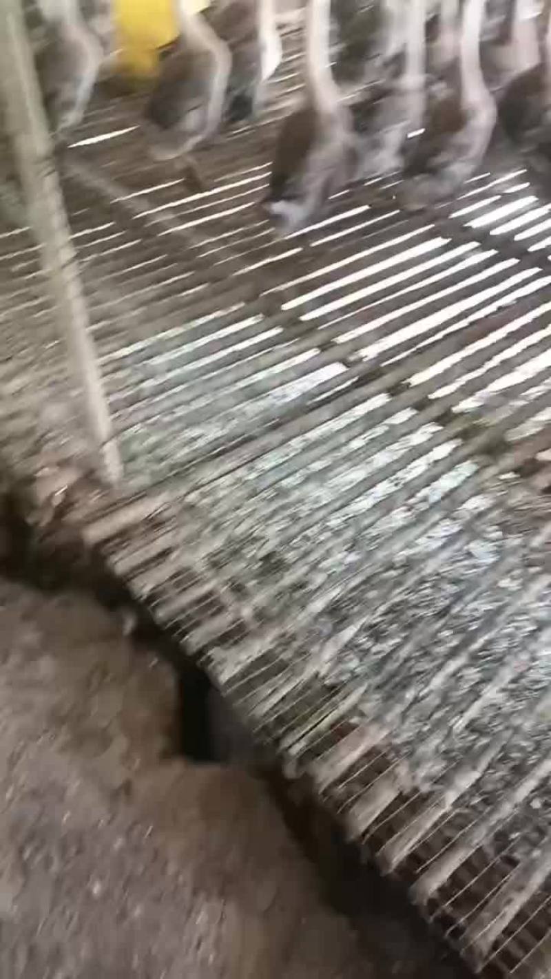 黑狮头鹅