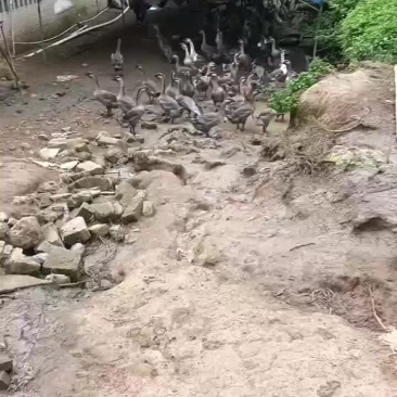 黑狮头鹅